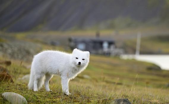 The Arctic Fox (Alopex lagopus) in Svalbard, Norway