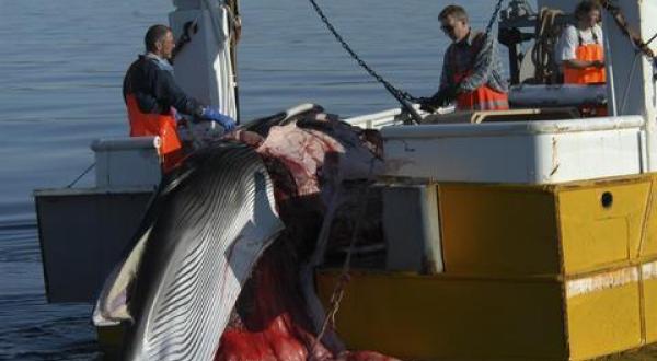 whaling Iceland