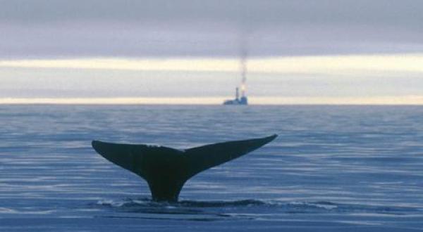 Grey whale fluke