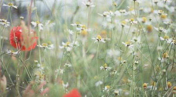 organic farming Germany