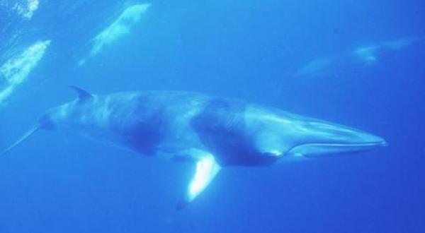 Minkewal  (Balaenoptera acutorostrata) am Great Barrier Reef/Australien  