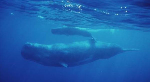 sperm whales