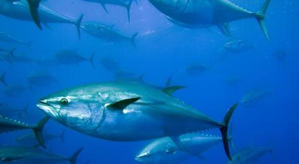 Bluefin Tuna