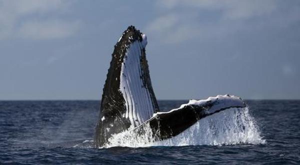 Buckelwal vor der Küste von Tonga im Südpazifik