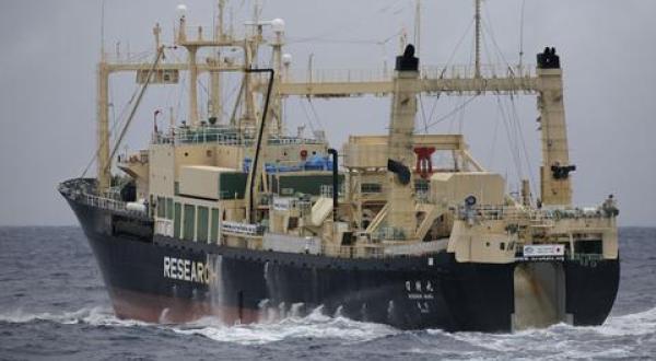 whaling action  Southern Ocean