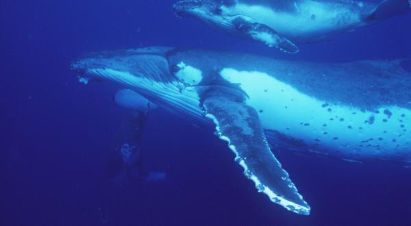 Humpback Whales in Pacific Ocean