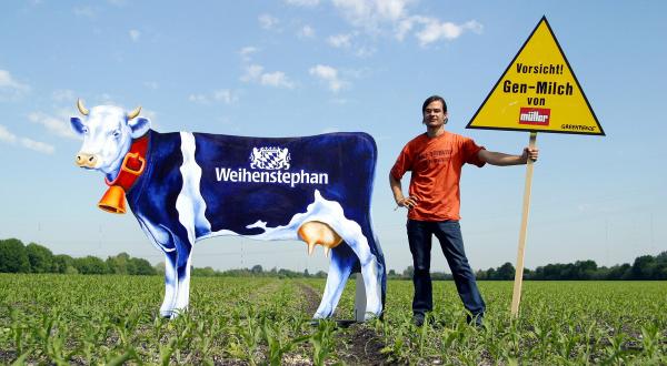 Aktivist mit Schild "Vorsicht Gen-Milch von Müller" und Aufsteller einer Weihenstephan-Kuh auf Gen-Maisfeld.