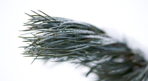 Pine Tree in Switzerland