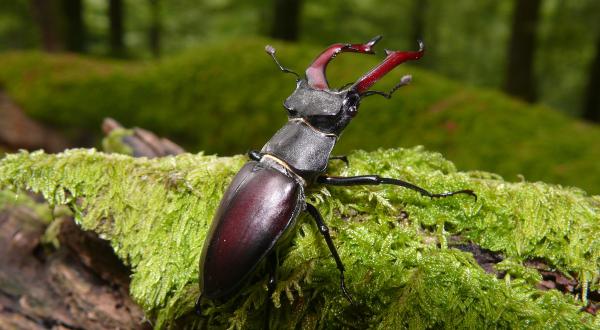 Stag Beetle in Spessart Mountains