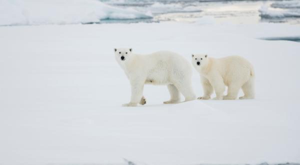 Polar Bears in the Arctic