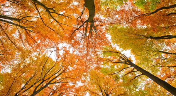 Herbst im Buchenwald im Spessart