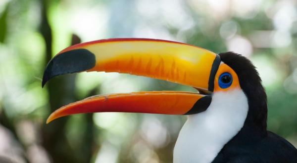 Toucan in Calilegua National Park