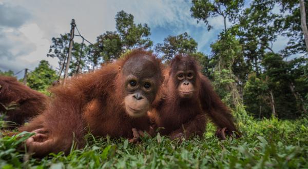 Orangutans at BOS Nyaru Menteng Orangutan Rescue Center in Indonesia