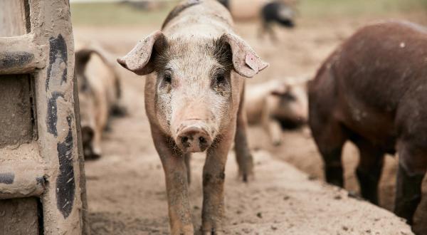 Organic Livestock Farming near Vienna