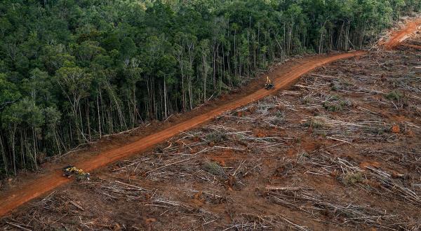 Warum Ein EU-Waldschutzgesetz Nötig Ist | Greenpeace