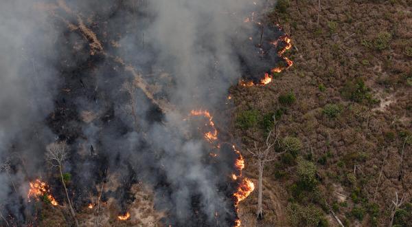 Monitoring of Deforestation and Fires in the Amazon