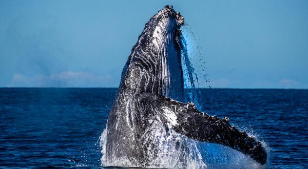 Humpback Whale, Great Barrier Reef