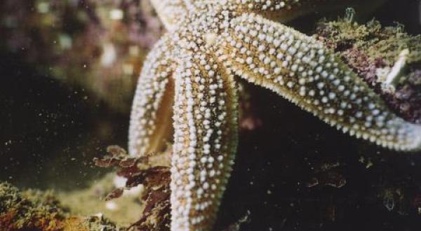 North Sea underwater