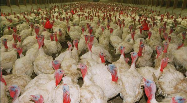 Puten in Massentierhaltung: Damit in den engen Ställen keine Krankheiten auftreten, werden die Tiere massenhaft mit Antibiotika gefüttert, 2001.