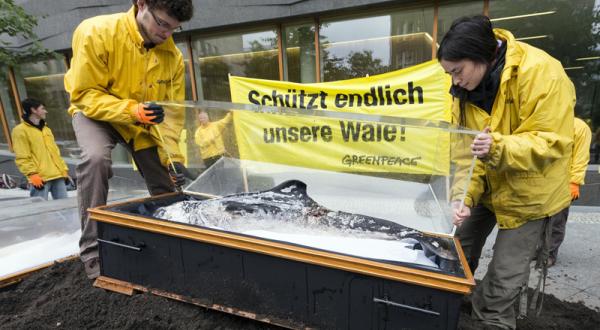 Symbolische Beerdigung von toten Schweinswalen vor dem Landwirtschaftsministerium 06/26/2013