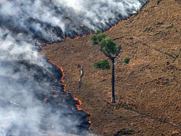 Brennende Regenwälder im Amazonasgebiet