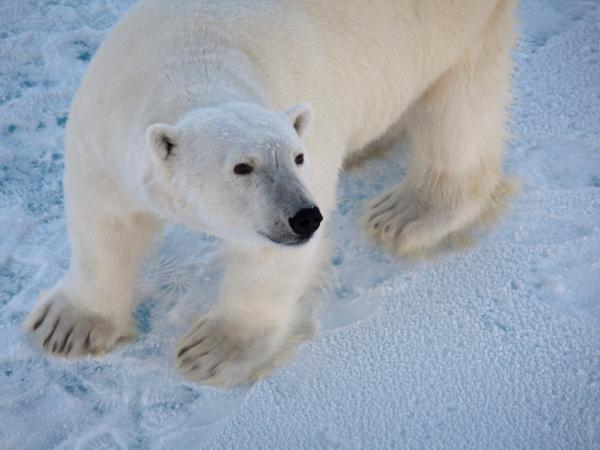 Eisbär in Svalbard