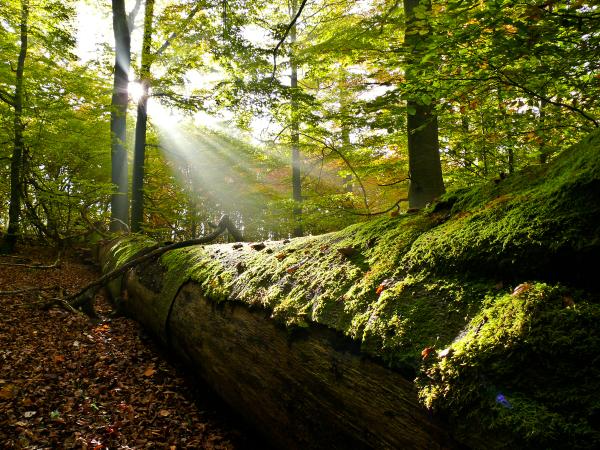 Beech Forests in the Spessart Mountains