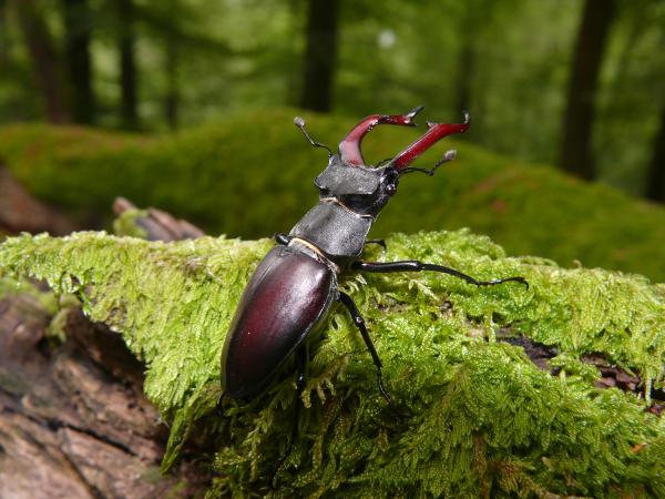 Stag Beetle in Spessart Mountains