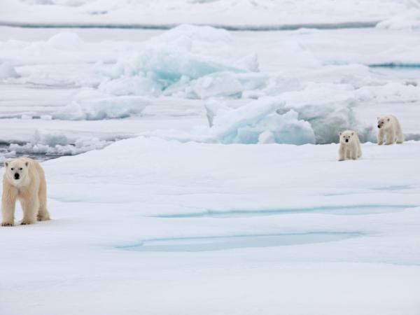 Polar Bears on Arctic Sea Ice