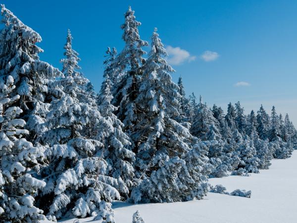 Snow covered Landscape in Black Forest