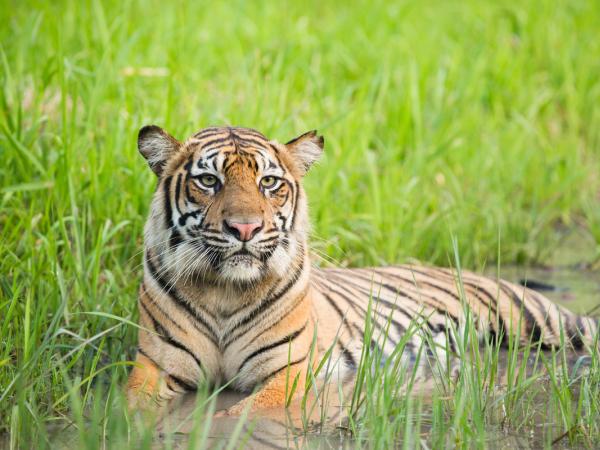 Sumatra-Tiger in der Tambling Wildlife Nature Conservation