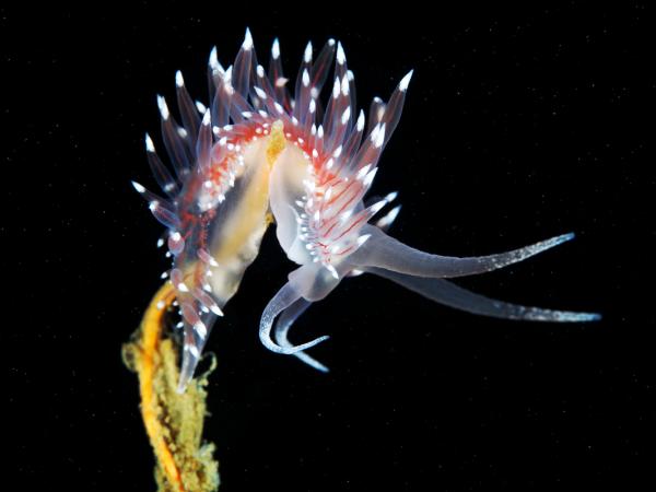 Flabellina Polaris