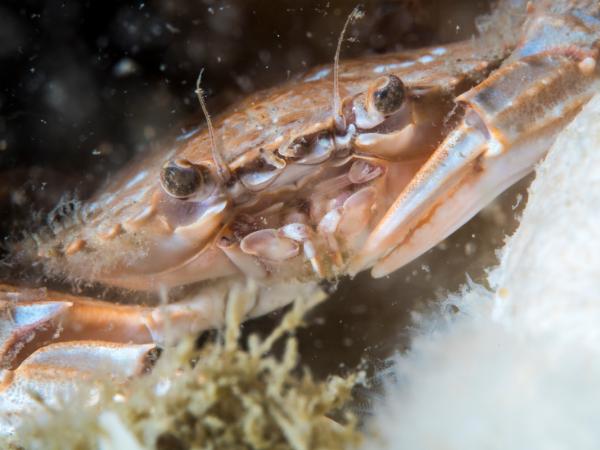 Eine Krabbe unter Wasser