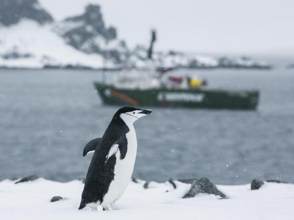 Chinstrap Penguins in the Antarctic