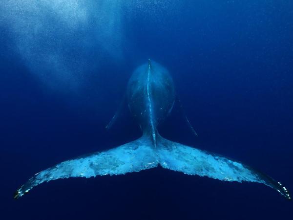 Humpback Whale in Tonga