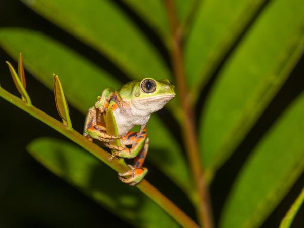 Phyllomedusa oreades in Brazil