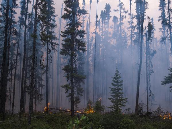 Brennender Wald in Kanada