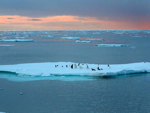 Pinguine in der Antarktis, rotgefärbter Himmel