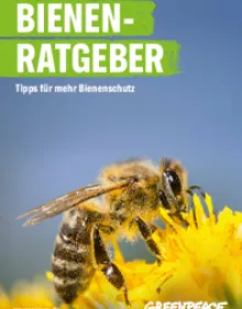 Bienen schützen – Ratgeber zum Bestellen